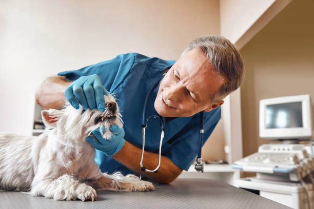 Best Emergency Root Canal Treatment in Shell Kno, MO